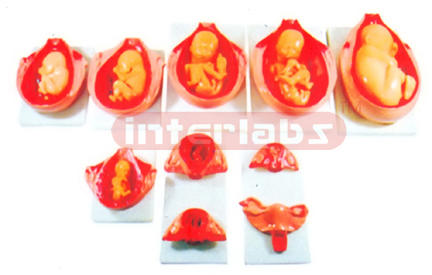 Development Process for Fetus